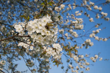 Fototapeta premium cherrytree blooming