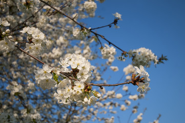 cherrytree blooming