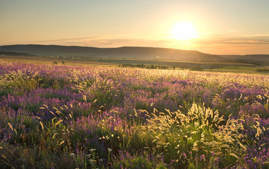 Naklejka premium sunset on summer mountain meadow.