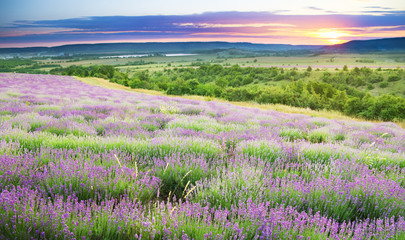 Meadow of lavender.