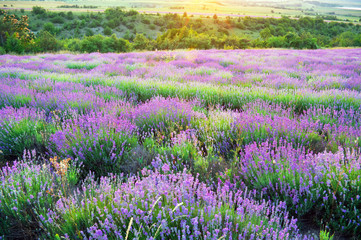 Obraz premium Meadow of lavender