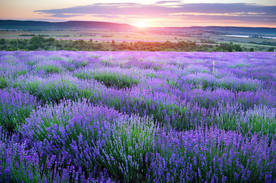 Meadow of lavender.