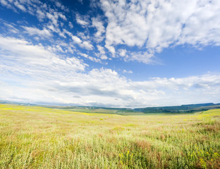 Obraz premium Spring morning in meadow of flowers.