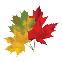 Autumn maple leaves on a white background. Red, green and yellow