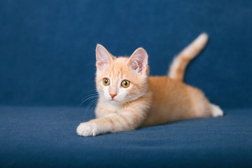 Red kitten on blue background