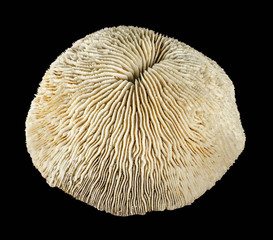coral on black background © Dmitry