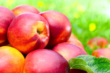 ripe nectarines