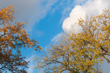 Eichen im Herbst, sonniger Herbsttag, Herbstwetter