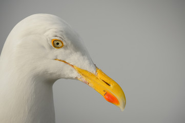 Herring Gull Portrait