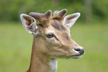 male deer on a meadow