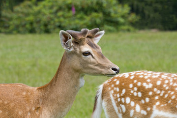 deer on a meadow