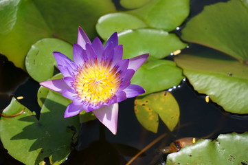 Violet lotus flower