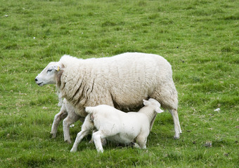 Obraz premium sheep and lambs