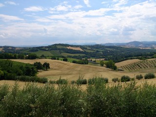 Fototapeta premium Colline Marchigiane