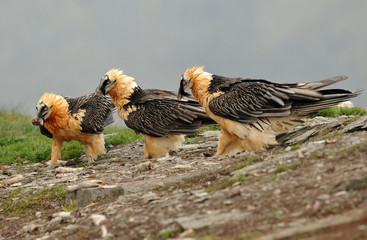 grupo de quebrantahuesos