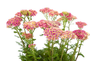 yarrow
