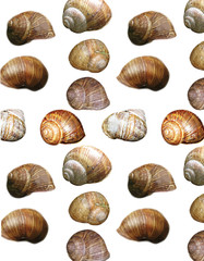 Seamless pattern of snails shells in natural colors