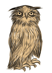 owl