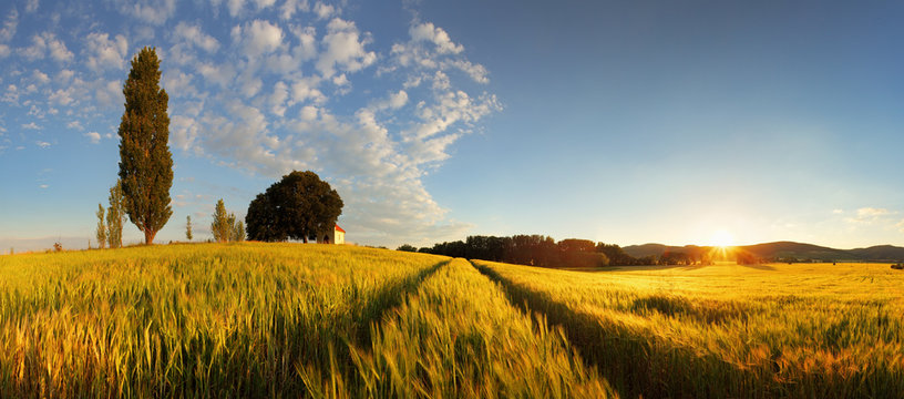 Summer wheat panorama © TTstudio