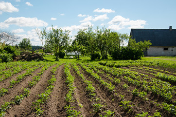 Fototapeta na wymiar freshly plowed furrows of young potatoe in garden