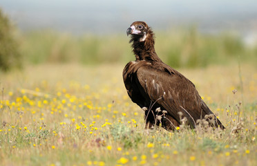 buitre negro entre las flores del campo