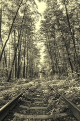 Ancient style photo of forest railway
