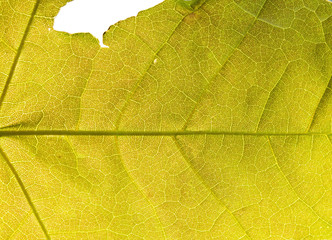 Yellow leaf cell structure