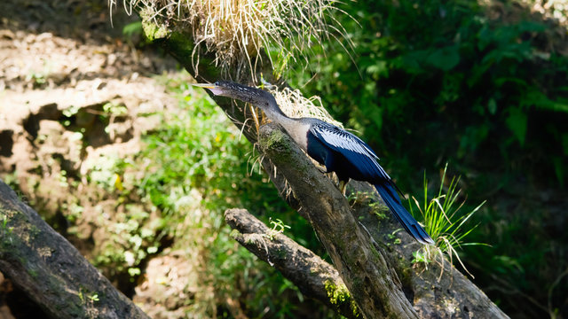 Schlangenhalsvogel am  Río Sarapiquí in Costa Rica