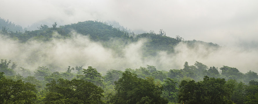 Green forest with fog in mountains panorama