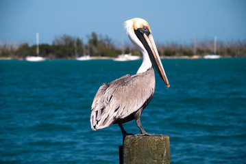 American Pelican in the Everglades National Park, Florida