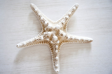 White starfish on a white wooden table