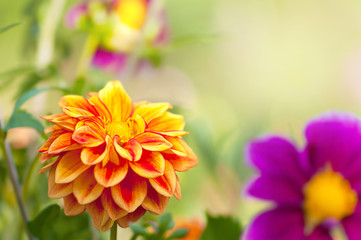 Farbenfrohe Dahlien, Dahlia, leuchtende Sommerblumen