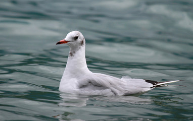 mouette rieuse de profil sur un lac