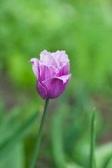 Lonely tulip against green background