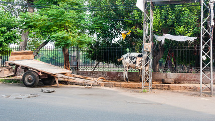 Ox and cart used for transporting cargo in Lahore, Pakistan