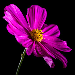 Obraz premium Cosmos