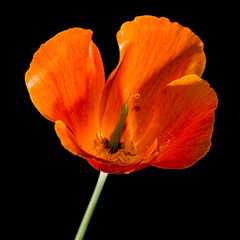 Californian Poppy