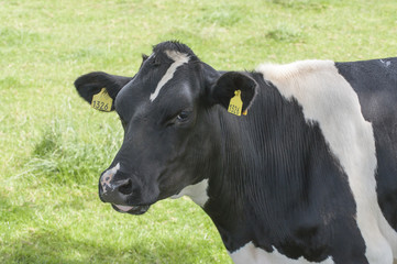 Obraz na płótnie Canvas Black cow in a meadow