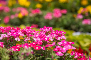Obraz premium Flowers festival in Hokkaido