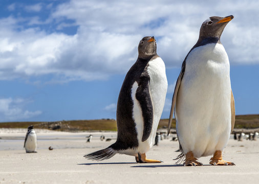Two Gentoo Penguins at Falklands Islands