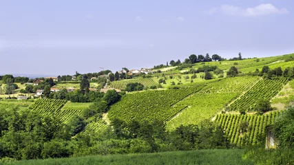 Keuken spatwand met foto Vineyards, Oltrepo Pavese. Color image © annaamo