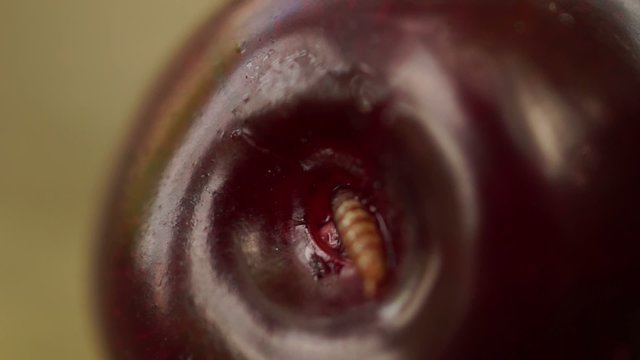 Wurm aus der Kirsche