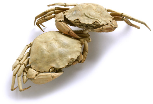 Brachyura Granchio Krabben Krabbe Kraby Крабы