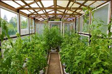 Tomaten im Gew&auml;chshaus