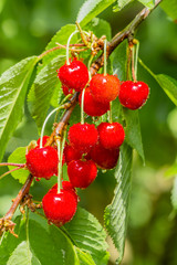 Cherry red berries on a tree branch with water drops