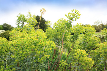 Wood Spurge - Euphorbia amygdaloides Two flower spikes