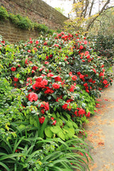 Red Camellia