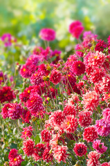 Lebhaftes Dahlienbeet in Rottönen, Dahlia, Sommerblumen