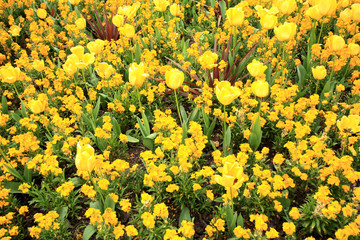 Yellow flowers in spring garden tulips and narcissuses