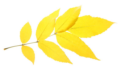 Naklejka na ściany i meble bright autumn leaf, isolated on white